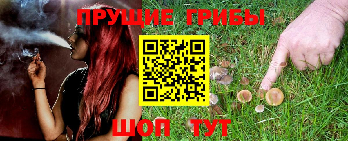 Псилоцибиновые грибы GOLDEN TEACHER Сегежа